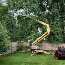 Best Fruit Tree Pruning  in Colonial Beach, VA