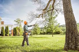 Best Root Management and Removal  in Colonial Beach, VA