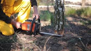 How Our Tree Care Process Works  in  Colonial Beach, VA