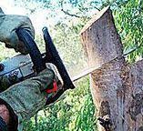 Best Emergency Tree Removal  in Colonial Beach, VA