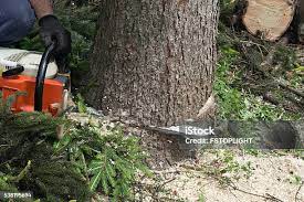 Best Soil Testing and Treatment  in Colonial Beach, VA