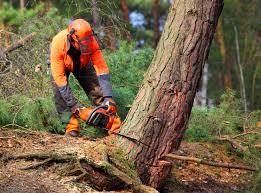 Best Tree Removal  in Colonial Beach, VA