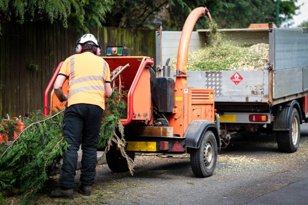 Trusted Colonial Beach, VA Tree Services Experts