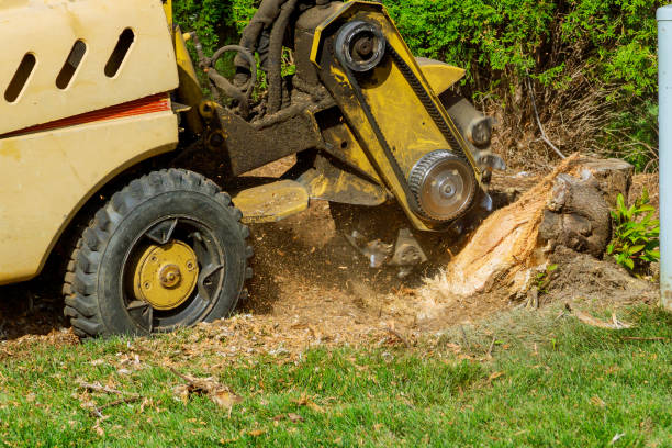 Best Lawn Watering Services  in Colonial Beach, VA