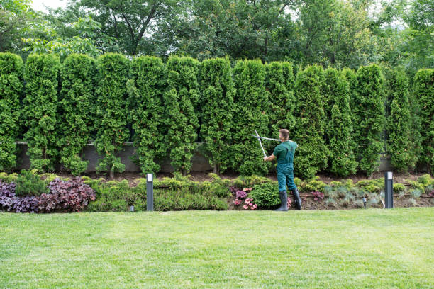 Best Tree Mulching  in Colonial Beach, VA