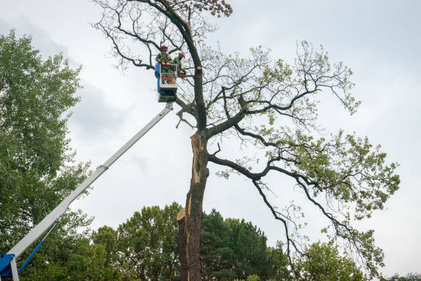Best Palm Tree Trimming  in Colonial Beach, VA
