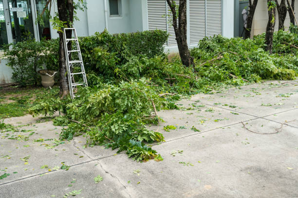 Best Pest Control for Lawns  in Colonial Beach, VA