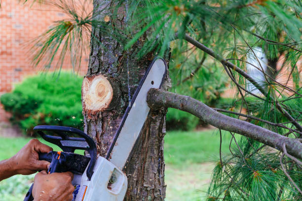 Best Utility Line Clearance  in Colonial Beach, VA