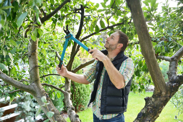 Best Tree Trimming and Pruning  in Colonial Beach, VA